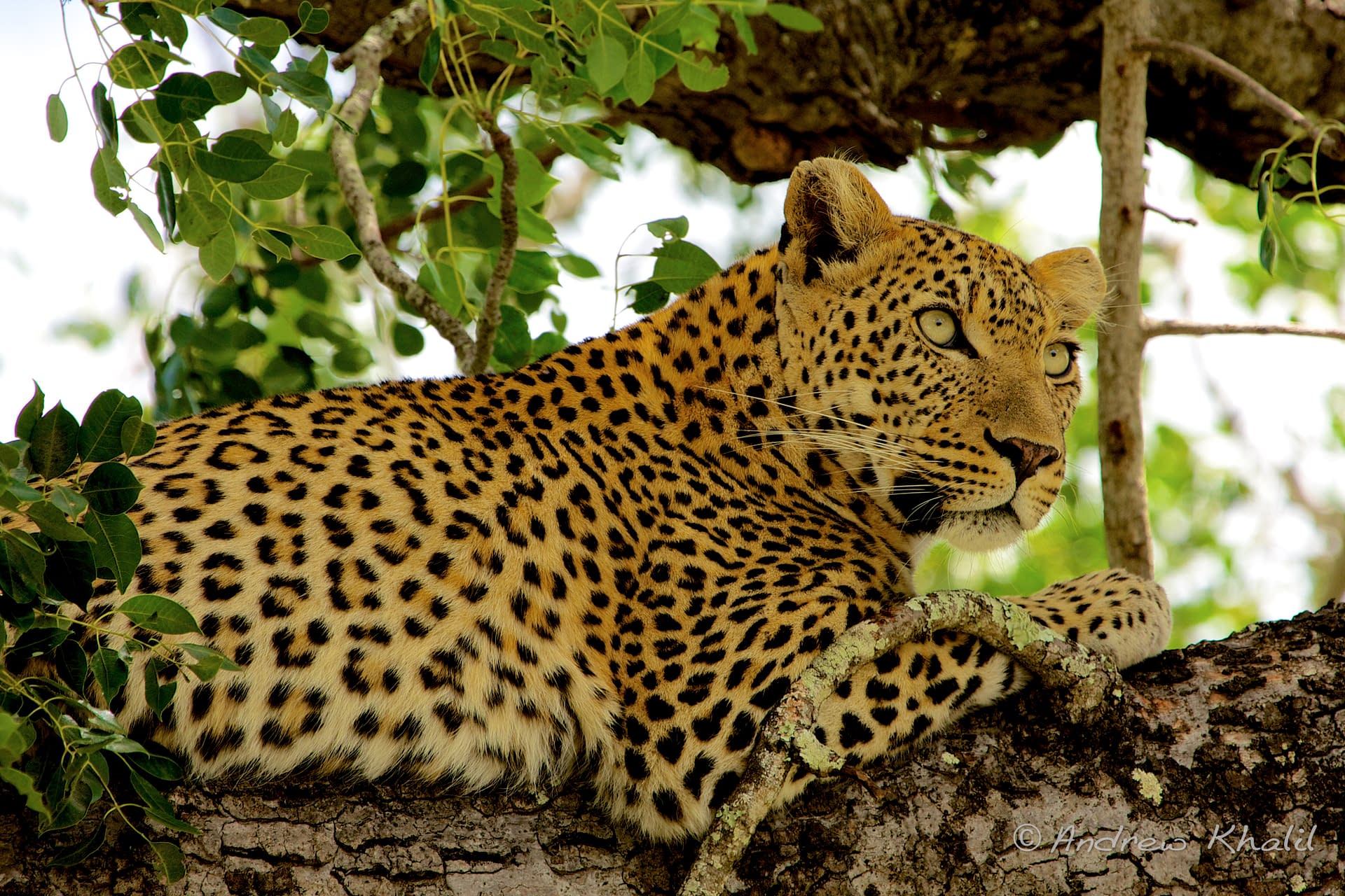 South Africa